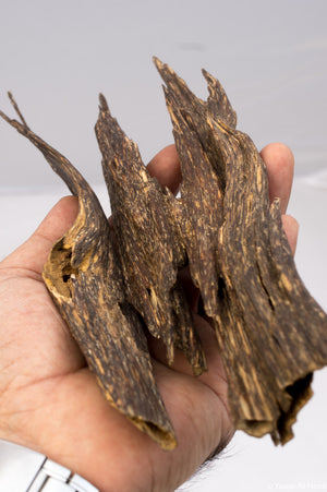 Buy Best Quality Agarwood Chips Online from Assam India