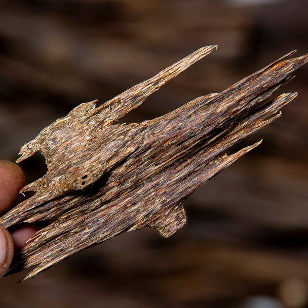 A close-up of a hand holding a piece of Agaru Aranya - Wild Oud against a blurred dark brown background.