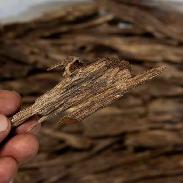 A hand holding a piece of Agaru Sanctum Wild Oud with a blurred pile of similar brown pieces in the background.