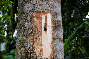 Agarwood tree infected section