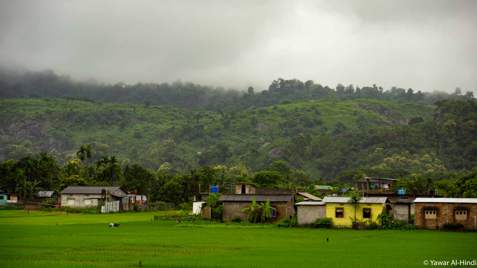 Assam - land of Agarwood - Indicana Oud