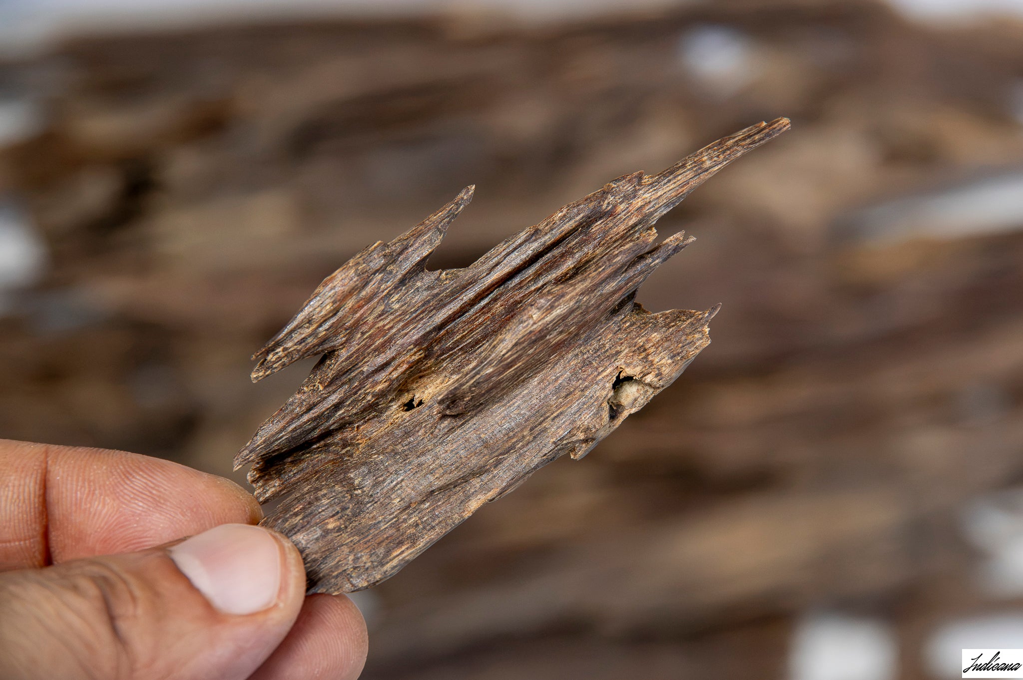 A close-up of a hand holding a piece of Aloeswood Vintage Wild Oud against a blurred background of similar driftwood pieces.