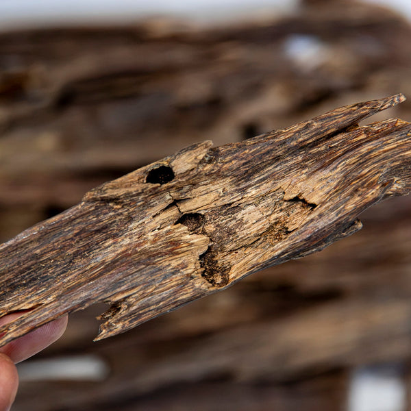A close-up of a hand holding a piece of Aloeswood Vintage Wild Oud against a blurred background of similar driftwood pieces.