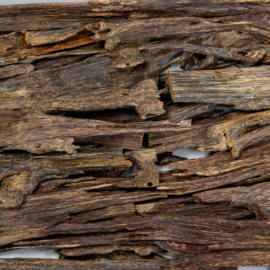 A close-up of a hand holding a piece of Aloeswood Vintage Wild Oud against a blurred background of similar driftwood pieces.
