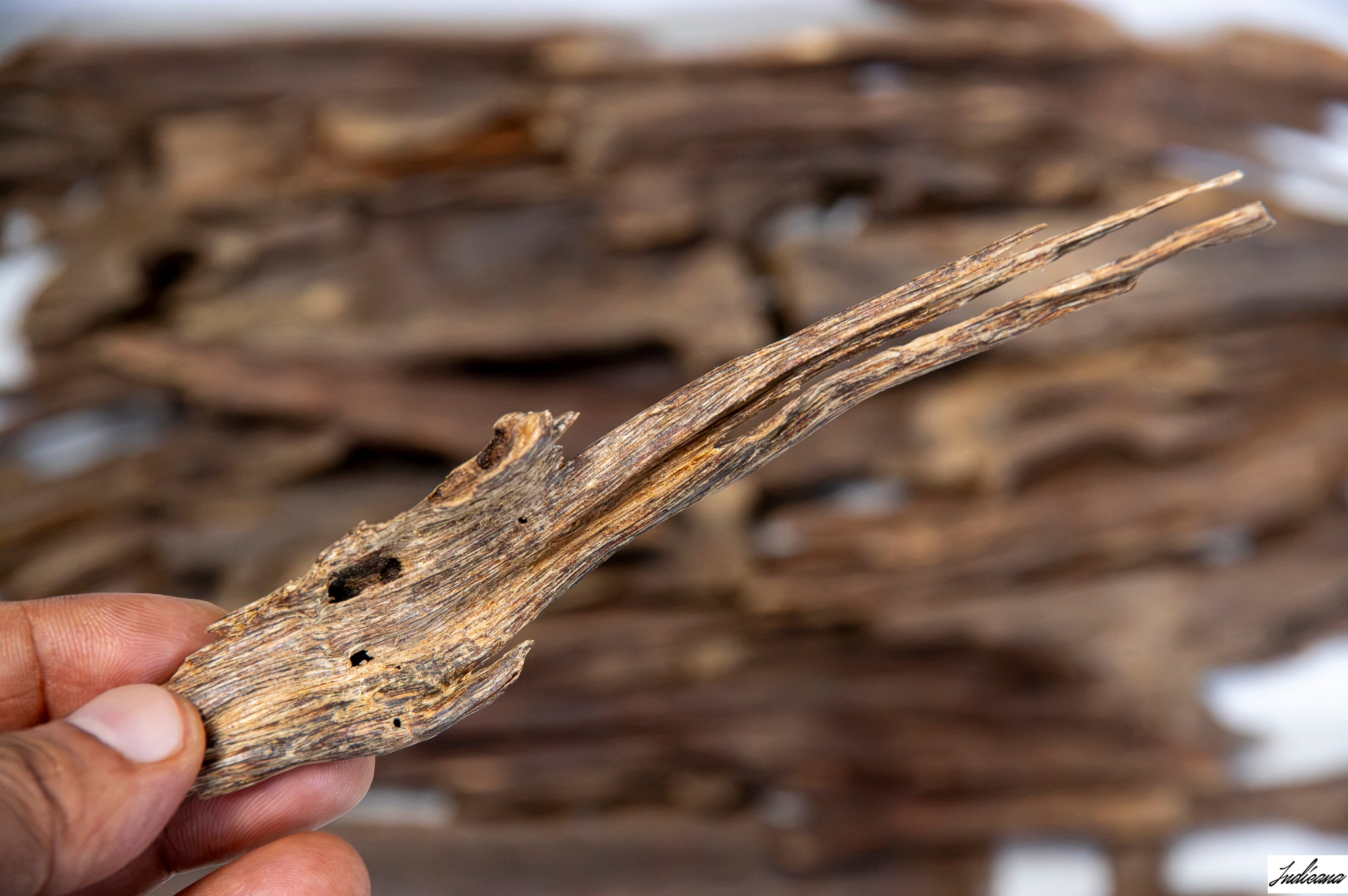 A close-up of a hand holding a piece of Aloeswood Vintage Wild Oud against a blurred background of similar driftwood pieces.