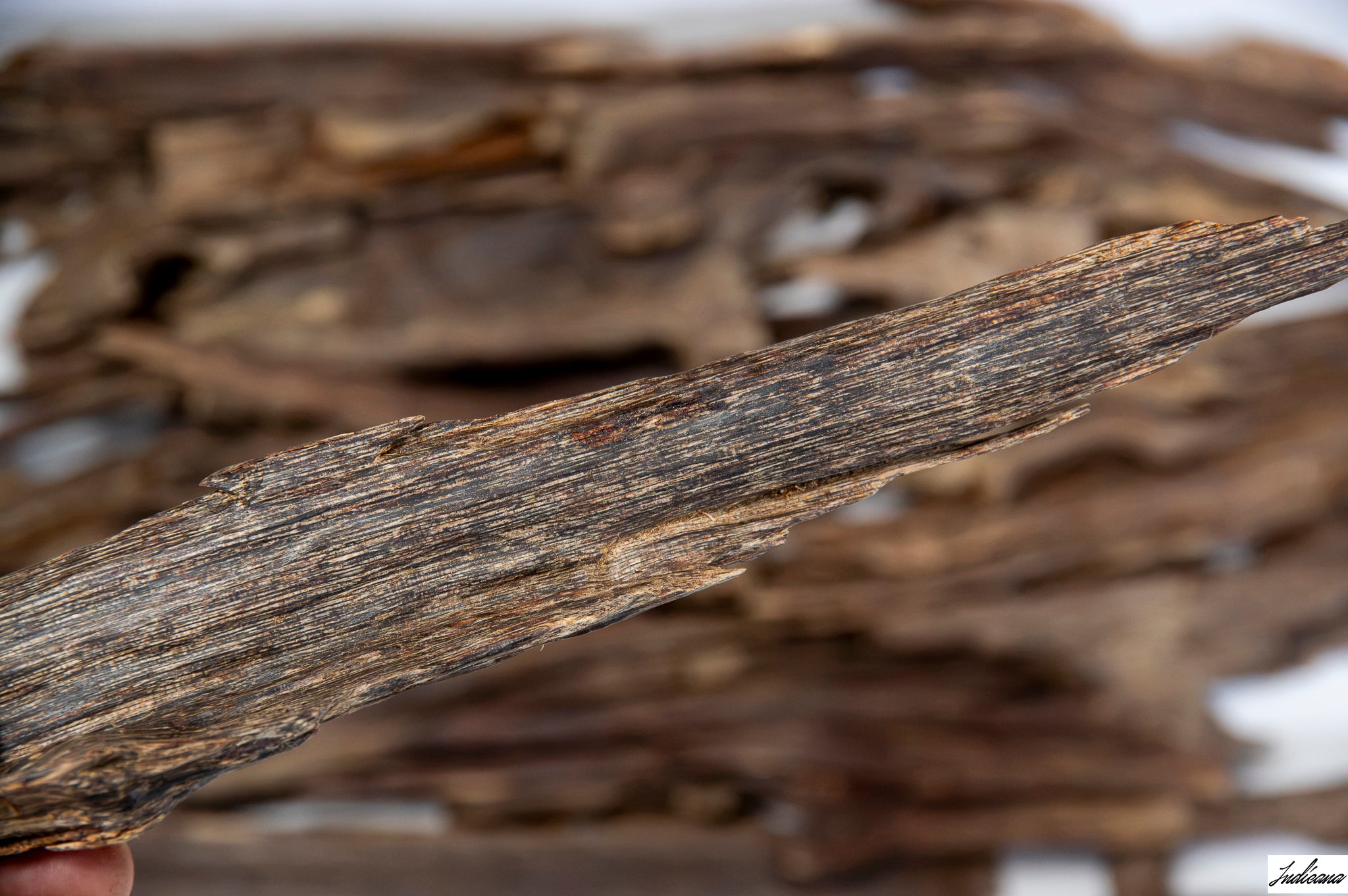 A close-up of a hand holding a piece of Aloeswood Vintage Wild Oud against a blurred background of similar driftwood pieces.