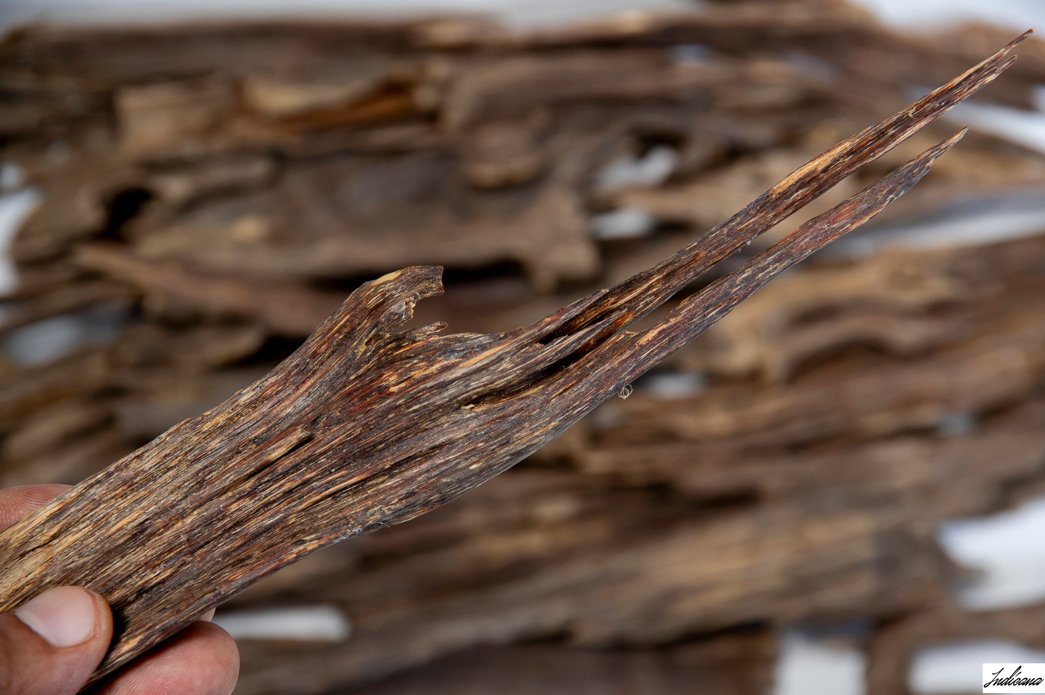 A close-up of a hand holding a piece of Aloeswood Vintage Wild Oud against a blurred background of similar driftwood pieces.