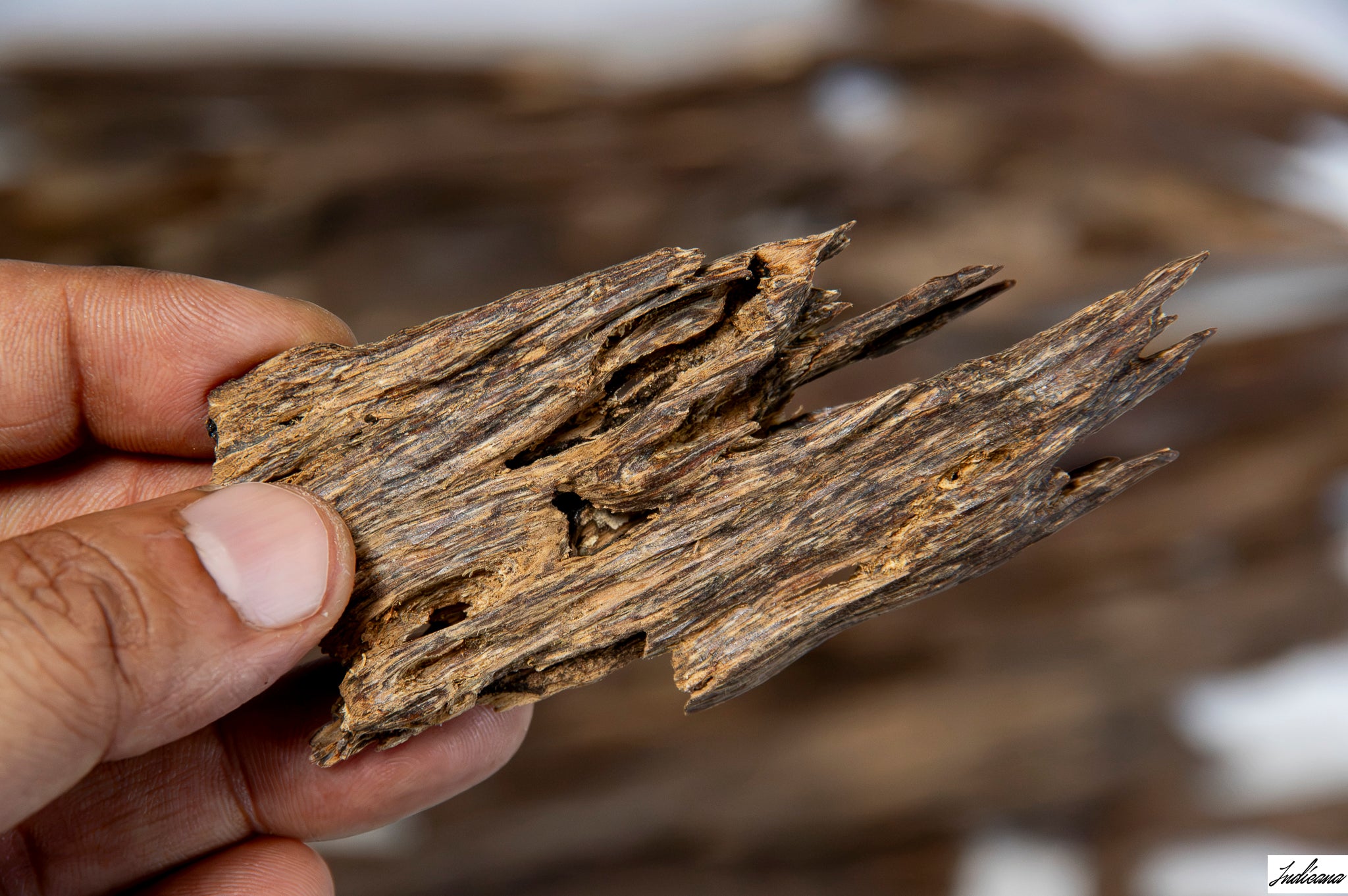 A close-up of a hand holding a piece of Aloeswood Vintage Wild Oud against a blurred background of similar driftwood pieces.