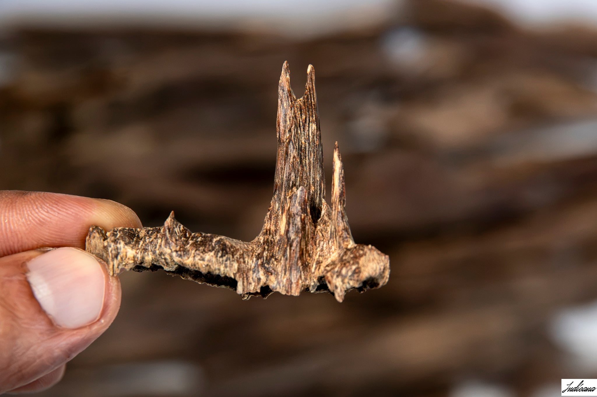 A close-up of a hand holding a piece of Aloeswood Vintage Wild Oud against a blurred background of similar driftwood pieces.