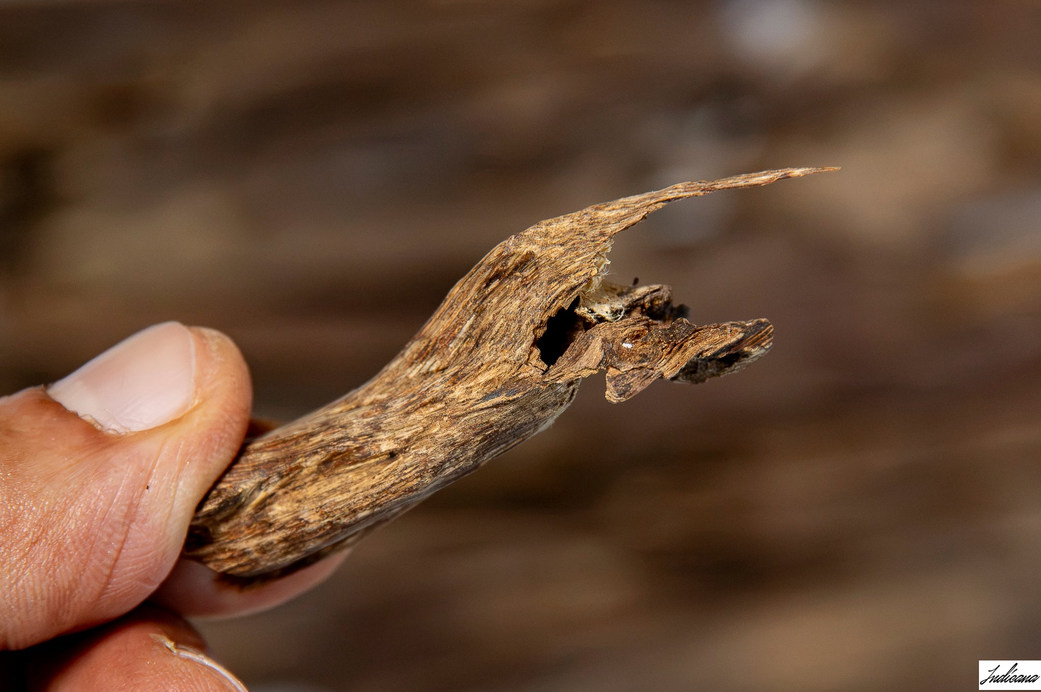 A close-up of a hand holding a piece of Aloeswood Vintage Wild Oud against a blurred background of similar driftwood pieces.