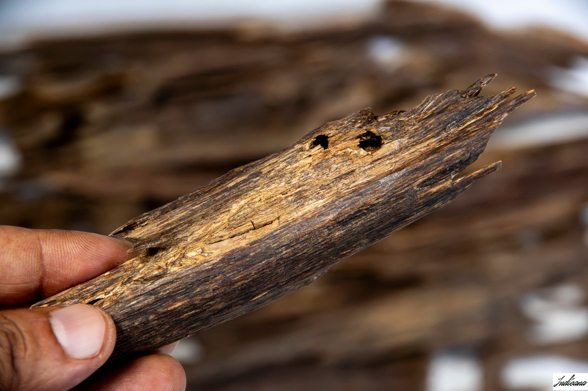 A close-up of a hand holding a piece of Aloeswood Vintage Wild Oud against a blurred background of similar driftwood pieces.