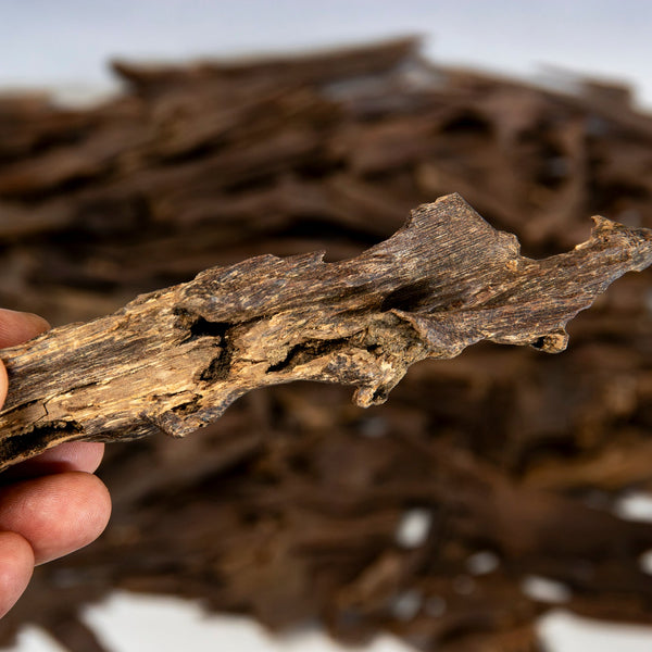 A hand holding a piece of Eaglewood Imperium - a rare oud piece from India against a blurred background of similar pieces on a white surface.
